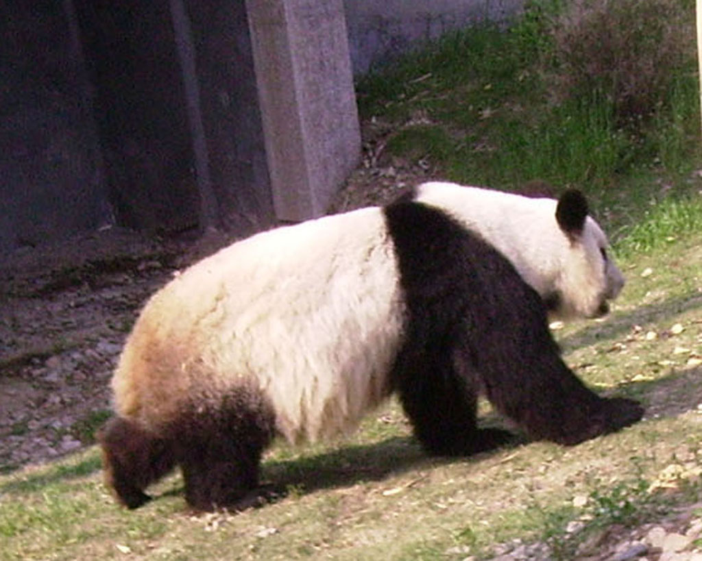 悠然漫步 无拘无束 摄影 晚景