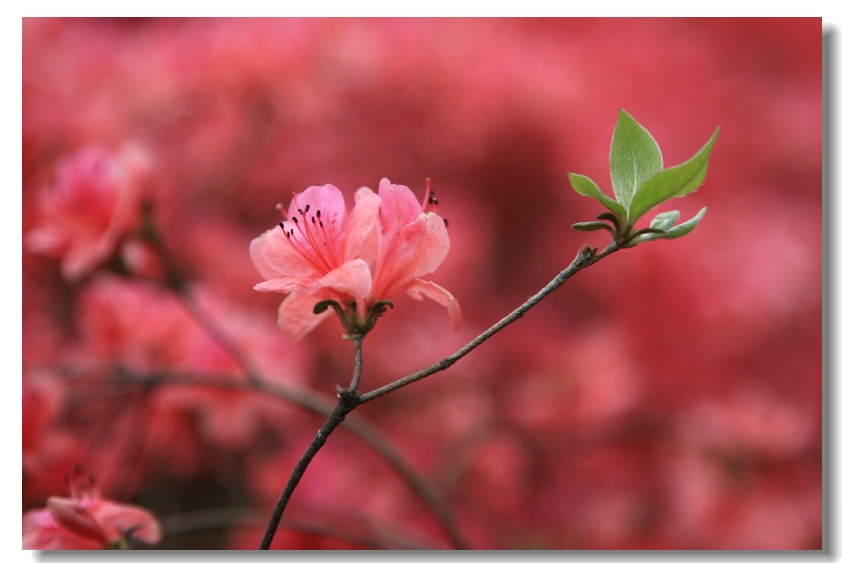 花海衬嫩叶 摄影 小米丽雅