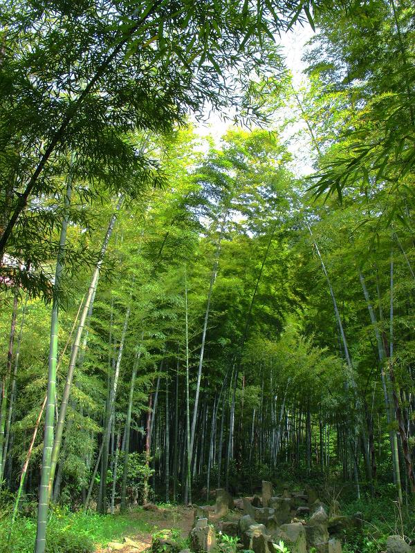 永川茶山竹海随拍 摄影 萧静