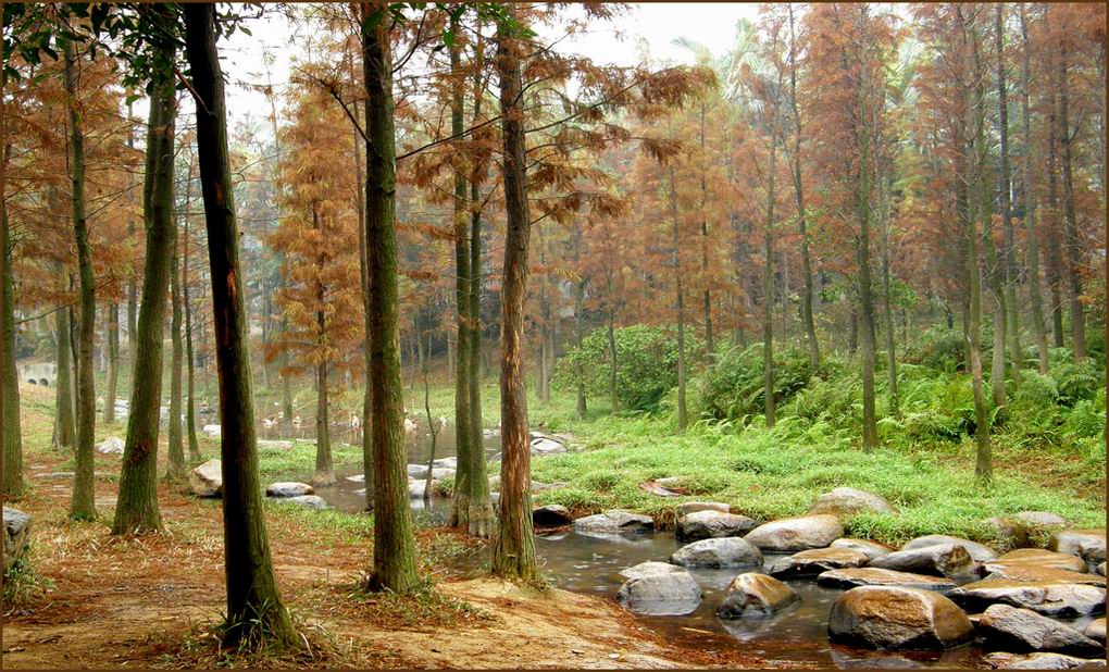 林间风景 摄影 少不努力