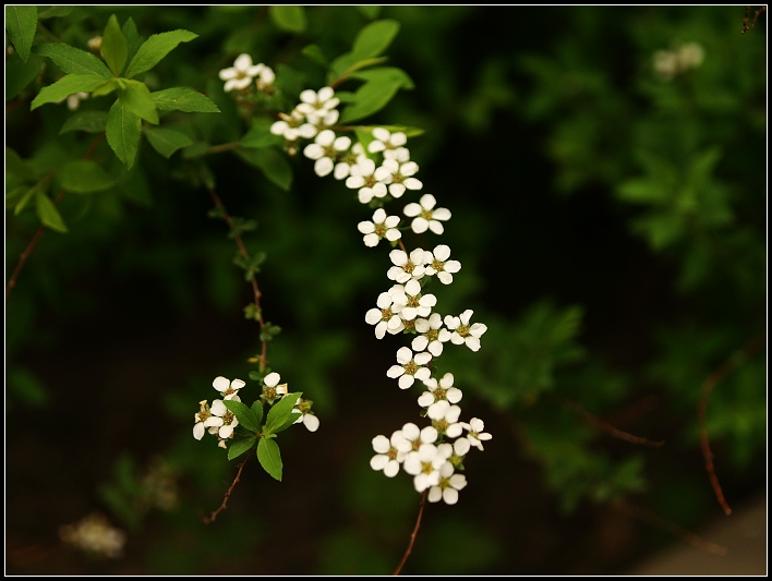 小花的春天 摄影 cithaeron