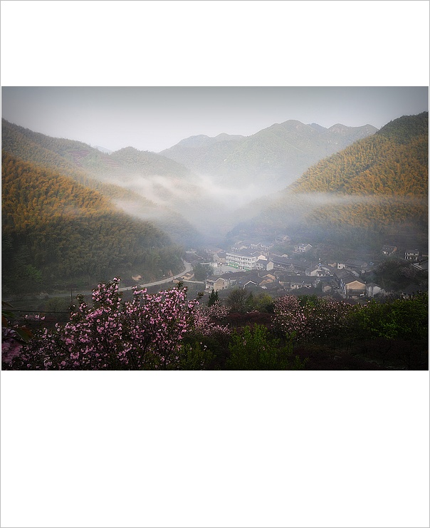 樱花雾上睡 摄影 越女茶