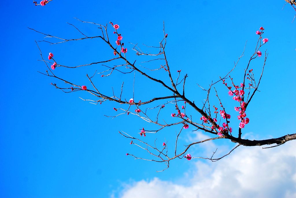 梅花 摄影 踏雪寻梅zps