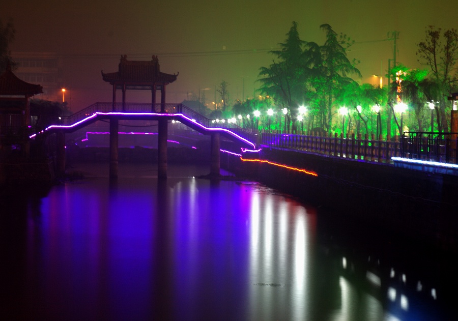 雨中景象 摄影 风中玫瑰花