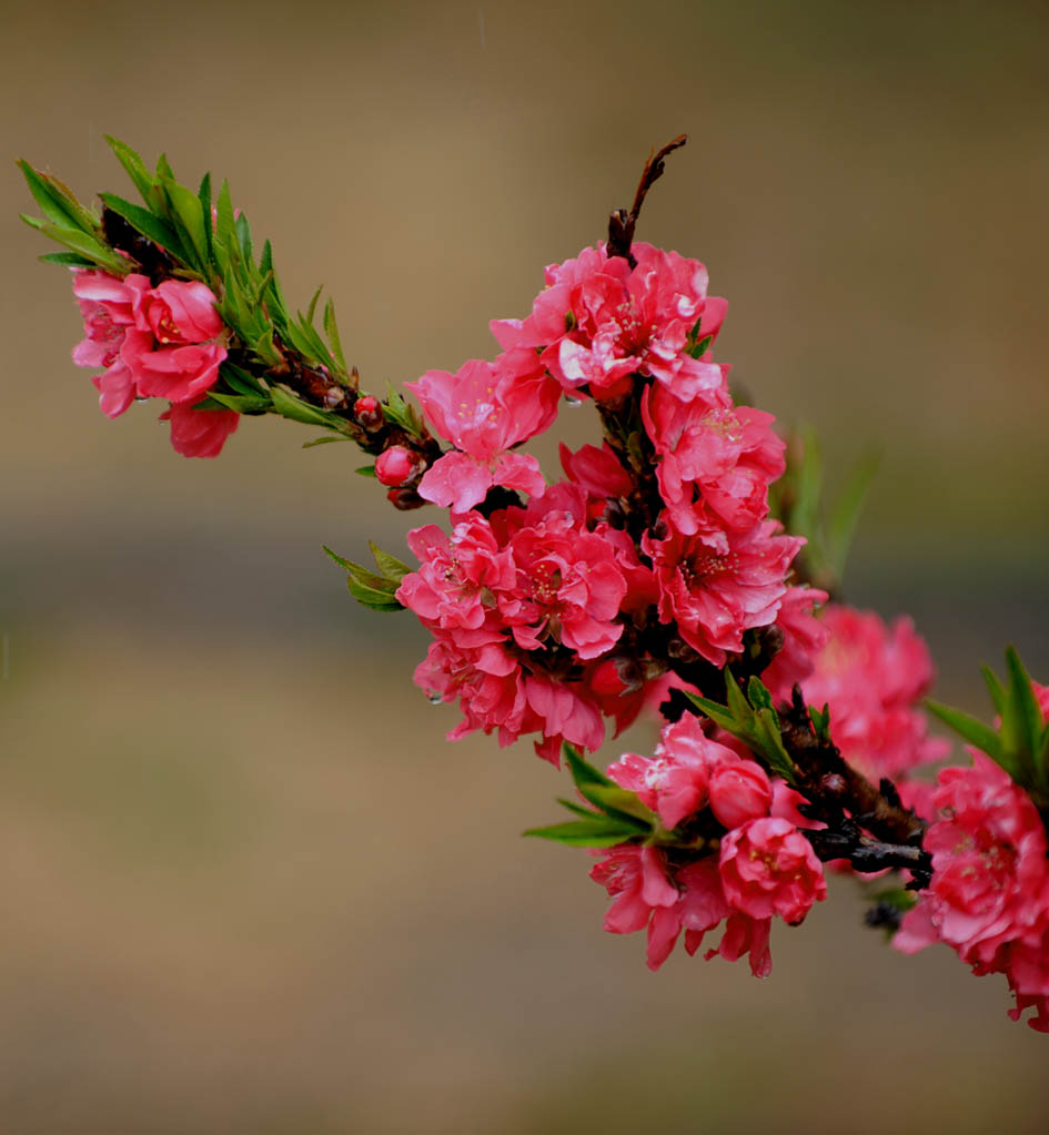 桃花报春 摄影 驿路梨花