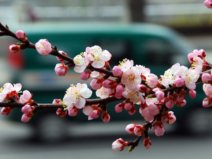 红杏迎春 摄影 柳花