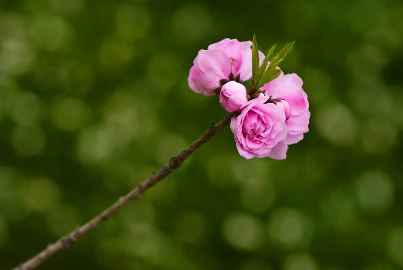 花…… 摄影 chunlan