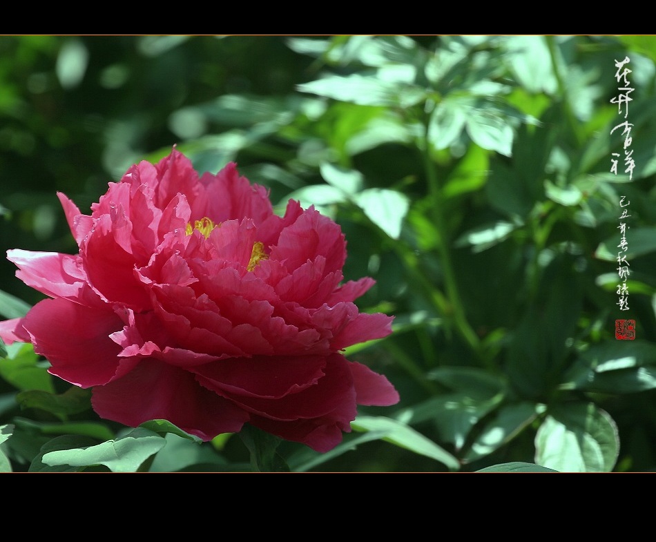 花开吉祥(7) 摄影 秋枫01