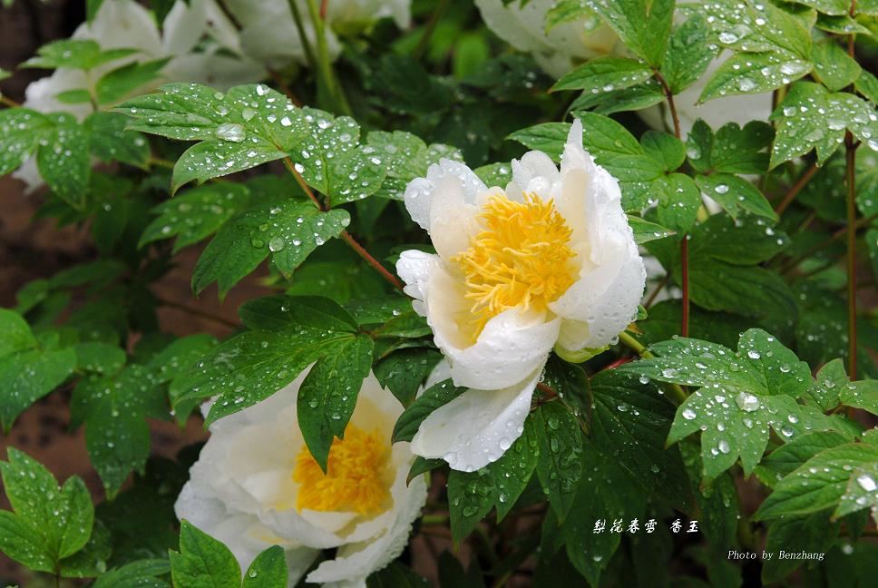 洛阳牡丹：春雨梨花 冰心玉洁 摄影 过客匆匆