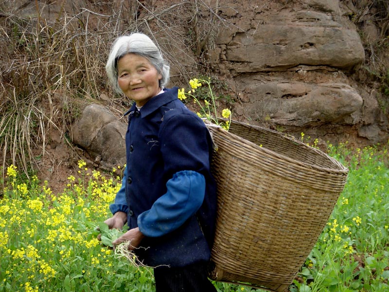 油菜花 摄影 紫色女人