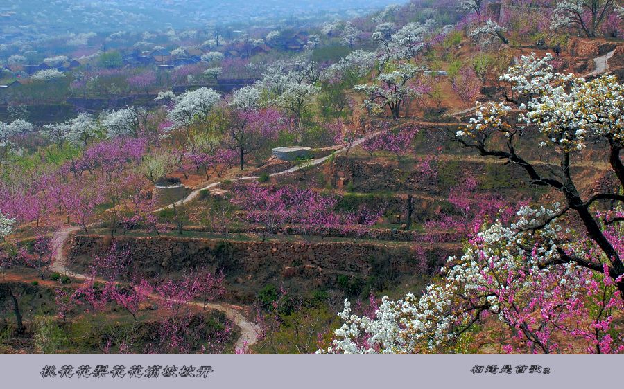 桃花花梨花花满坡坡开！ 摄影 相逢是首歌a