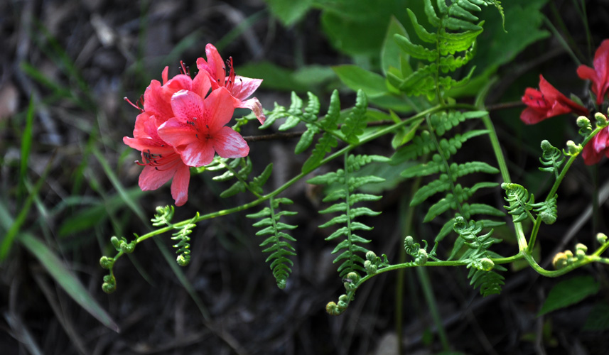 山花 摄影 行疆