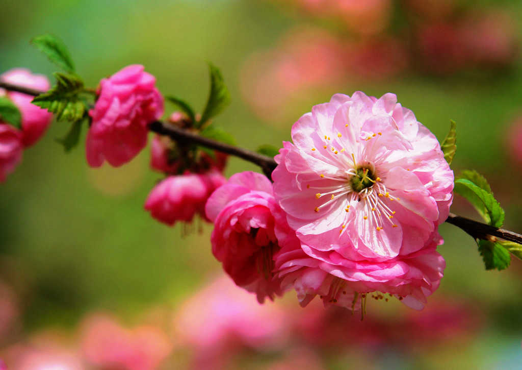 西宁市2009郁金香节 摄影 hwpqy