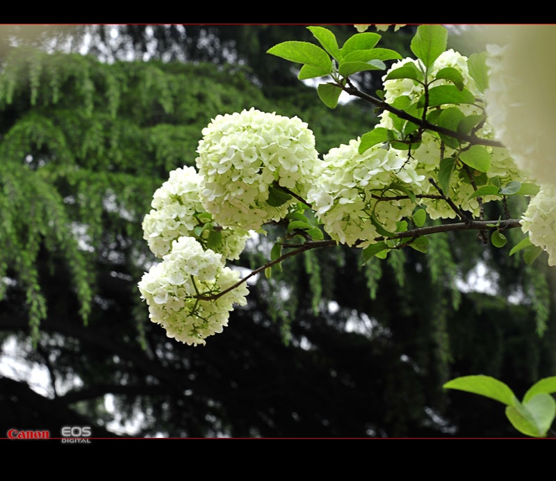 球花荚迷 摄影 凭窗听雨