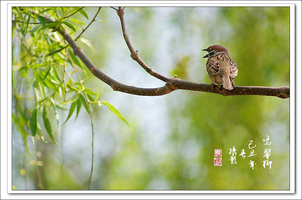 鸣翠柳 摄影 山人逍遥