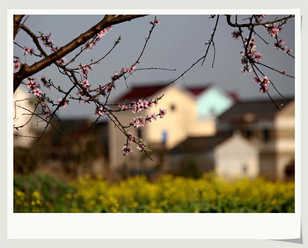 桃花村 摄影 小巫见大巫