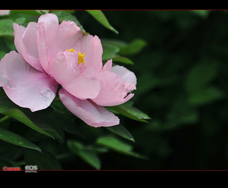 娇 摄影 凭窗听雨