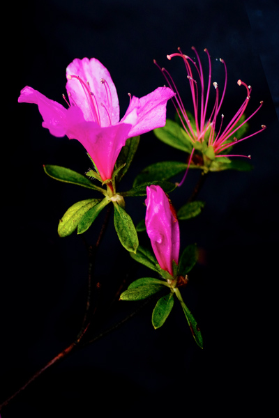 我花开尽百花刹 摄影 怪味糖