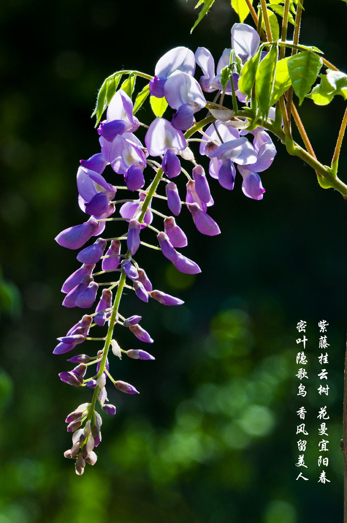 密叶隐歌鸟 香风留美人 摄影 太空漫步