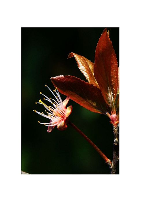 芳菲-3 摄影 独步西风