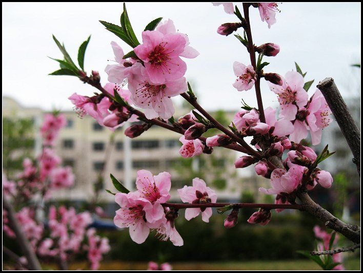 又是一年花开时 摄影 静夜听