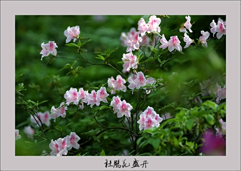 杜鹃花 摄影 春.夏.秋.冬.