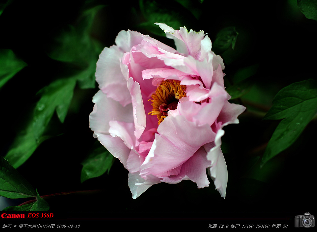 牡丹花【向满世界老师学花卉】 摄影 耕石