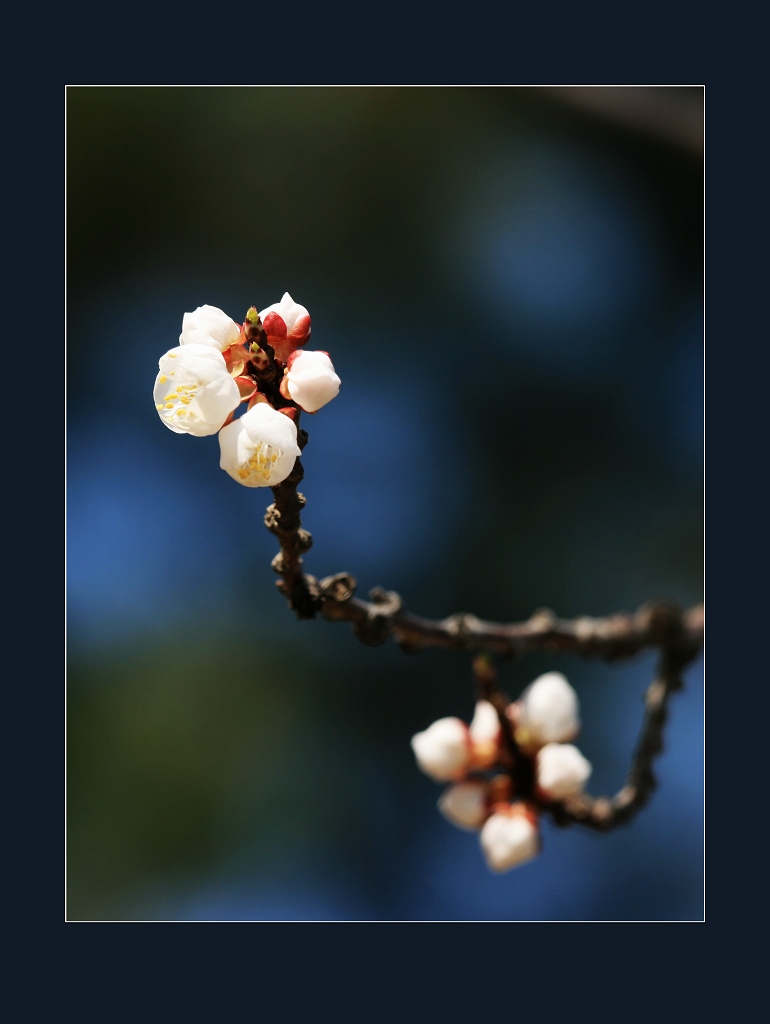 人面桃花 摄影 静沁