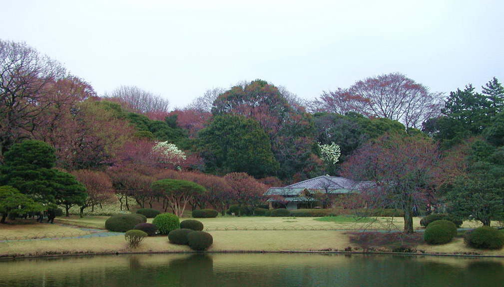 春到庭园 摄影 mitaka