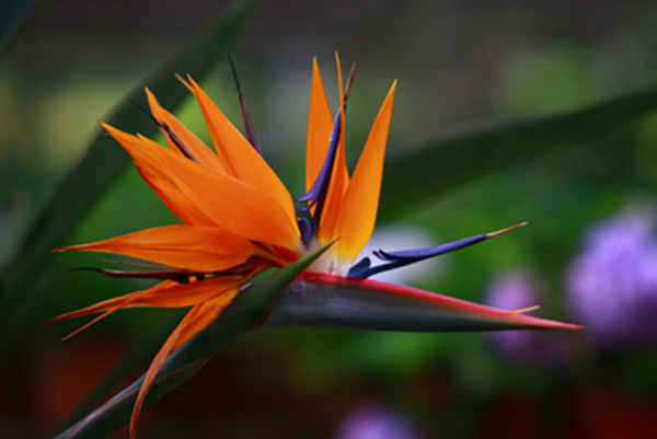 Bird of Paradise 摄影 摄忙