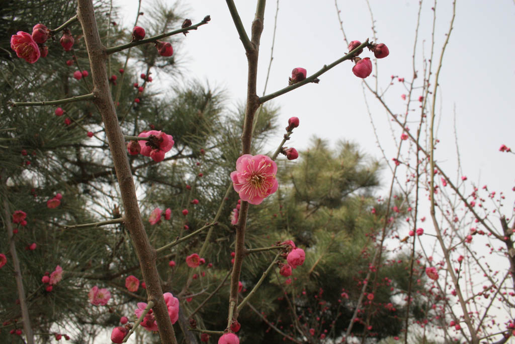 花1 摄影 慧峰数码