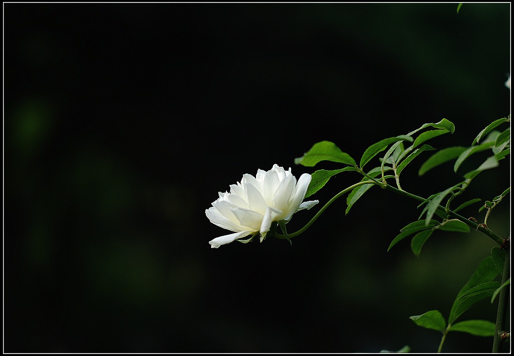 木香花 摄影 阳光灿烂中