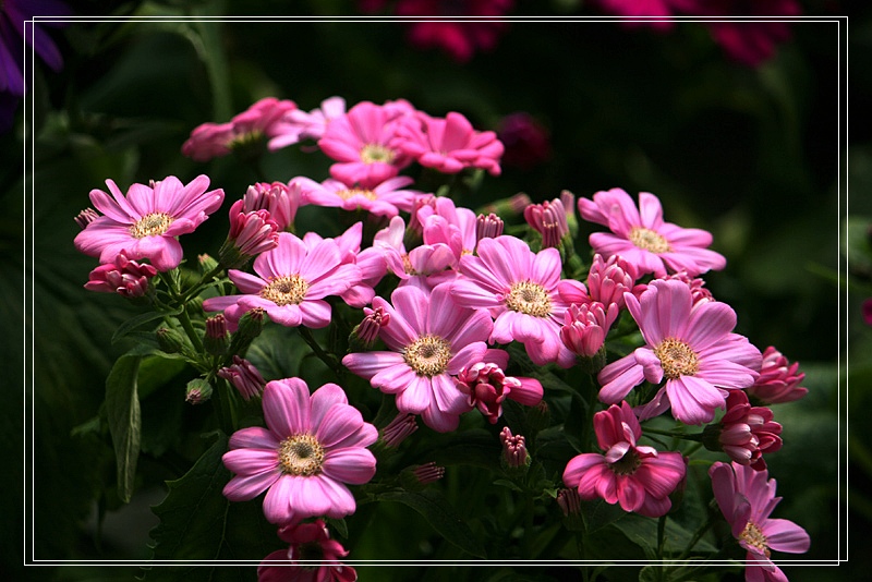 小菊 摄影 天线小宝宝