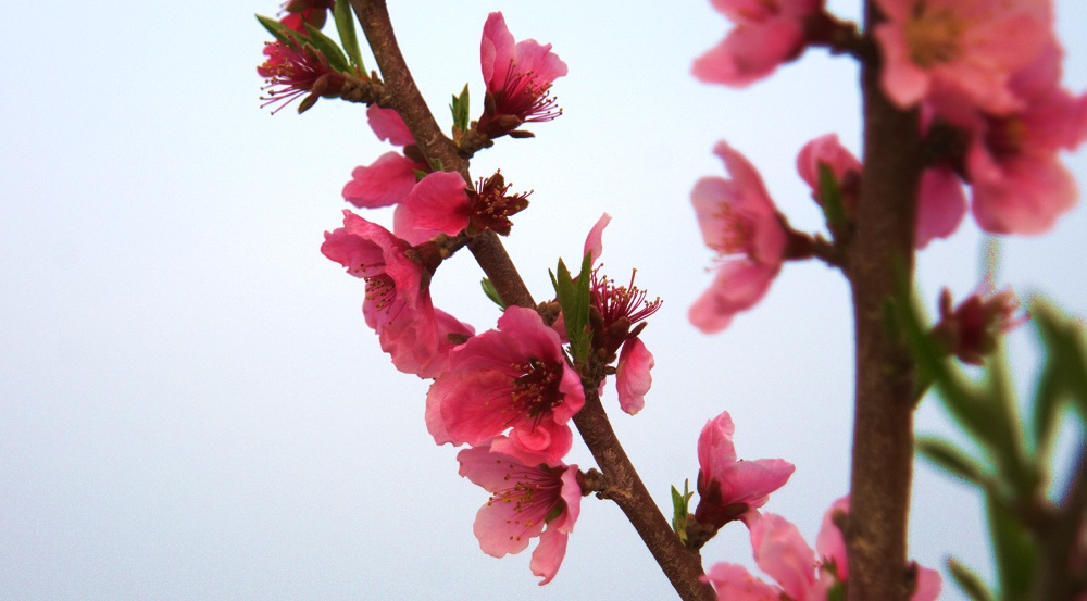 映日桃花 摄影 胖胖牛哥