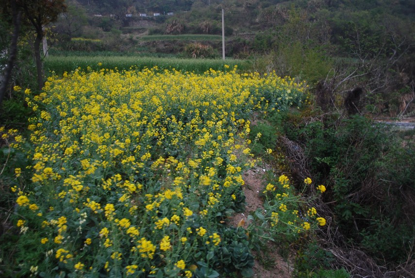 小小一块油菜花地 摄影 chan2000