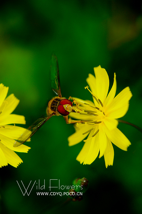 Wild Flowers 摄影 叶秋