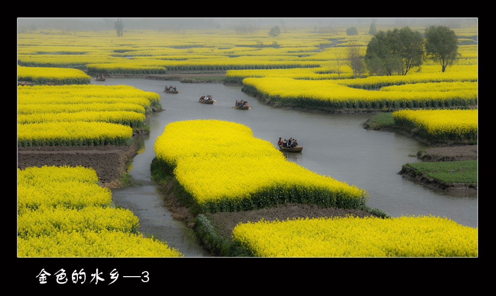 水乡菜花黄 摄影 老街