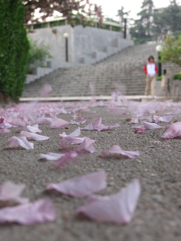 花飘零 摄影 peacecao