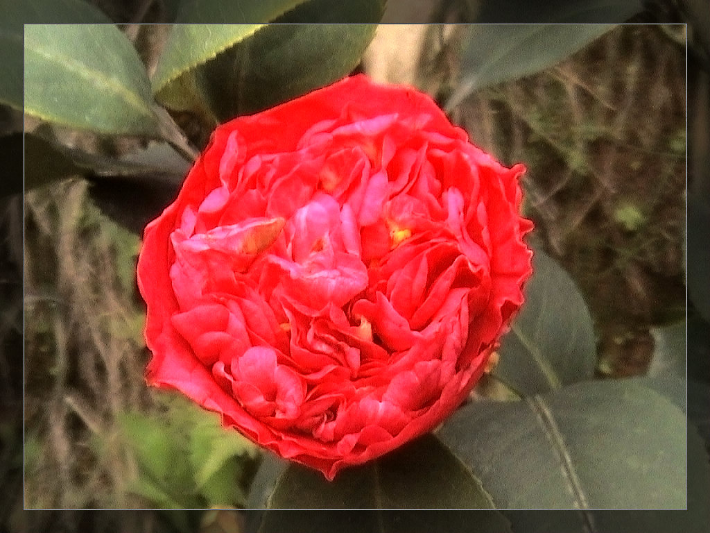 茶花 摄影 快乐就是健康