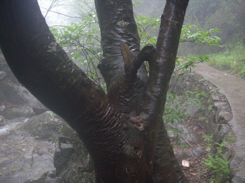 栾川寨沟奇树1 摄影 独山玉