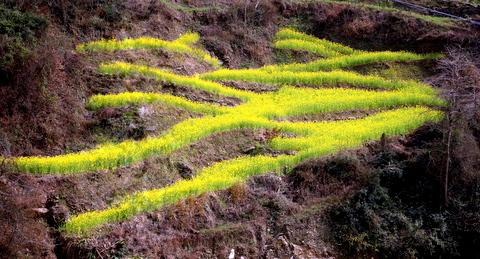 青川之春 摄影 zdzymwh