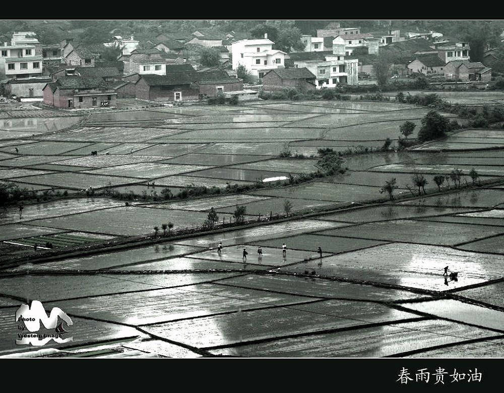 春雨贵如油 摄影 西部摄驴