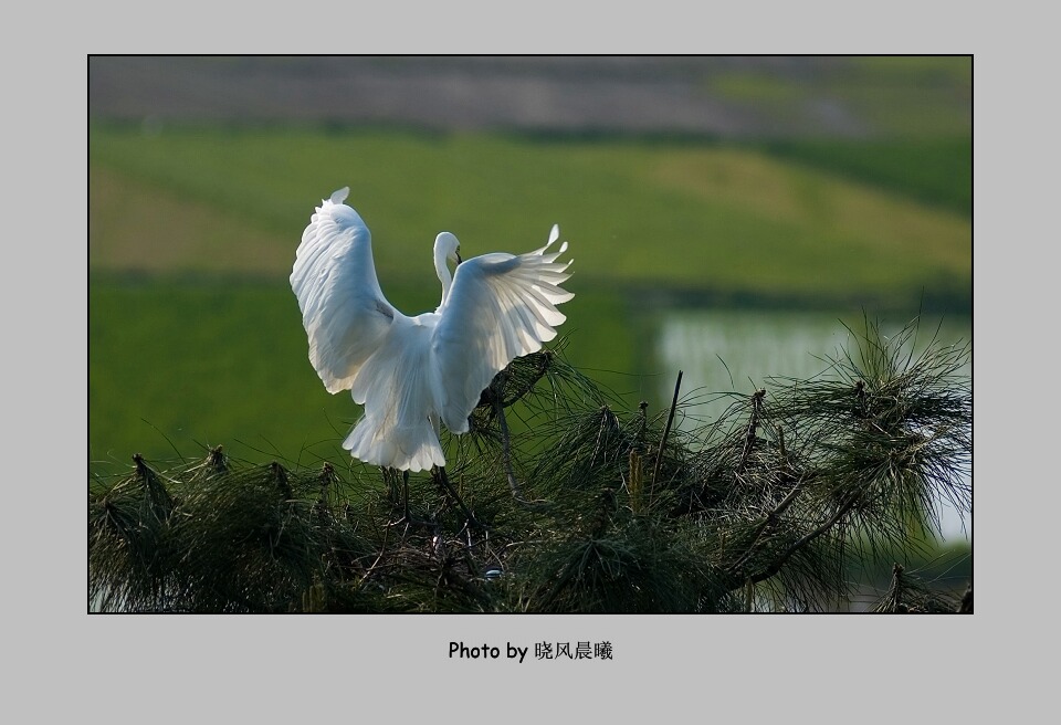 《优雅》 摄影 晓风晨曦