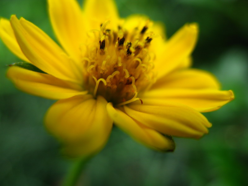 小花得意 摄影 夜雨花仙