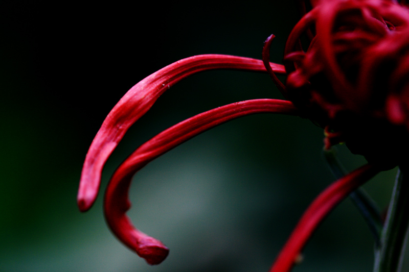 菊花 摄影 浪公