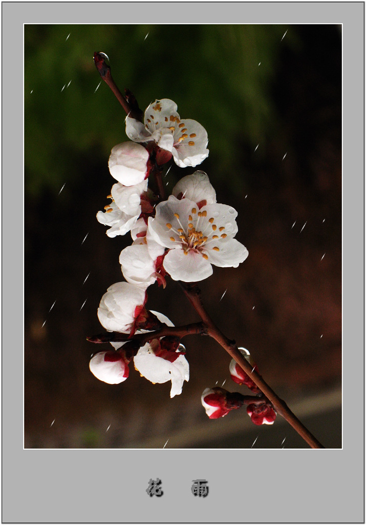 【 花 雨 】 Ⅱ 摄影 林小慧