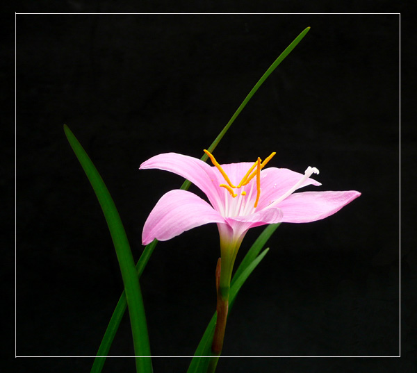 风雨花——2 摄影 云中行