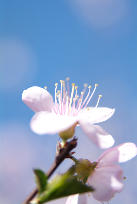 桃花 摄影 军旅情怀