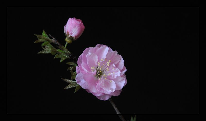 春花 摄影 秋菊