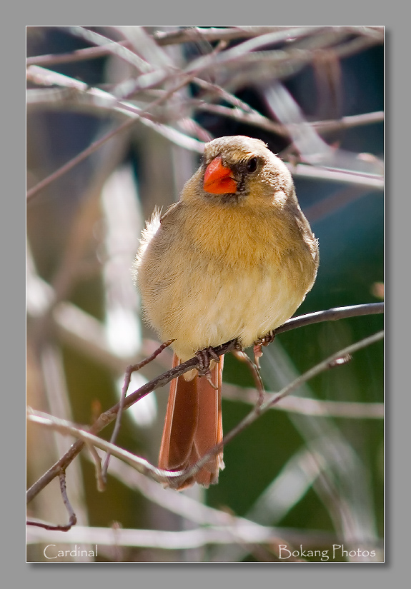 Female Cardinal 摄影 Bokang